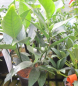 Preview: Aucuba japonica Viridis 3