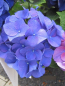 Preview: Bauernhortensie Jip Blue 2