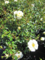 Preview: Beetrose Bienenweide Ivory 2