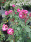 Preview: Rose Freifrau Caroline 3