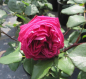 Preview: Rose Freifrau Caroline  2