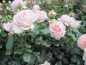 Preview: Beetrose Garden of Roses 2