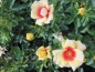 Preview: Beetrose Glorious Babylon Eyes 2