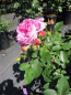 Preview: Beetrose Lilac Topaz 3