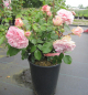 Preview: Nostalgie Beetrose Mariatheresia 2