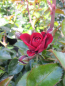 Preview: Beetrose Medley Ruby 1
