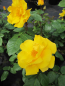 Preview: Beetrose Stuttgardia Sunshine 1
