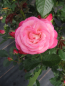Preview: Beetrose Xenia 1