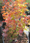 Preview: Berberitze Orange Ice - Berberis thunbergii - insektenfreundlich - 20-30cm