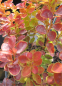 Preview: Berberitze Orange Ice - Berberis thunbergii - insektenfreundlich - 20-30cm