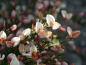 Preview: Cytisus praecox Zeelandia1