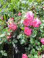 Preview: Bodendeckerrose Knirps 2