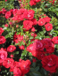 Preview: Bodendeckerrose Limesrose Saalburg 1