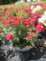 Preview: Bodendeckerrose Limesrose Saalburg 3