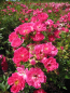 Preview: Bodendeckerrose Limesstern 2