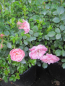 Preview: Bodendeckerrose Sweet Knirps 2