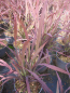 Preview: Brauner Zierreis Marsala 3
