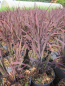 Preview: Brauner Zierreis Marsala 2