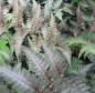 Preview: Brokatfarn Pictum 1