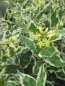 Preview: Diervilla sessiliflora Cool Splash