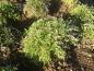 Preview: Calluna vulgaris Heidezwerg 2