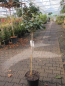 Preview: Camellia japonica Principessa Baciocchi 2
