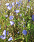 Preview: Zwerg Glockenblume Bavaria Blue 1
