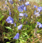 Preview: Zwerg Glockenblume Bavaria Blue 2
