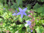 Preview: Polsterglockenblume Blauregen 1