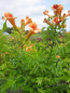 Preview: Hochstamm Trompetenblume Indian Summer 2
