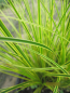 Preview: Gartensegge Honeymoon