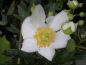 Preview: Carpenteria californica 1