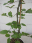 Preview: Weissbuche