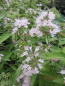 Preview: Caryopteris clandonensis Pink Perfektion - Bartblume Pink Perfektion1