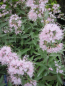 Preview: Caryopteris clandonensis Stephi1