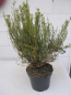 Preview: Cassinia leptophylla 2