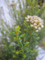 Preview: Cassinia leptophylla 1