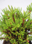Preview: Cassiope mertensiana gracilis 2