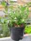 Preview: Ceanothus Cascade2
