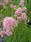Preview: Ceanothus Marie Rose 1