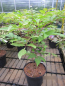 Preview: Cedrela sinensis Flamingo 2