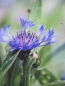 Preview: Centaurea montana Grandiflora 1