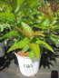 Preview: cephalanthus occidentalis Sugar Shack - Knopfbusch Sugar Shack1