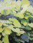 Preview: Judasbaum Melon Beauty