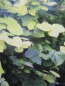 Preview: Judasbaum Melon Beauty