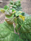 Preview: Cercis canadensis Little Woody  3