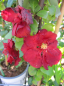 Preview: Chaenomeles speciosa Scarlet Storm 1