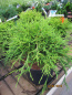 Preview: Chamaecyparis pisifera Golden Mop - Fadenscheinzypresse Golden Mop