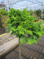 Preview: Chamaecyparis pisifera Golden Pincushion 2