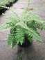 Preview: Cheilanthes lanosa Cimbra 1
